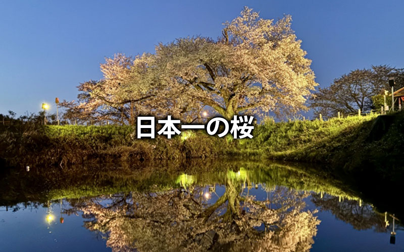 日本一の桜